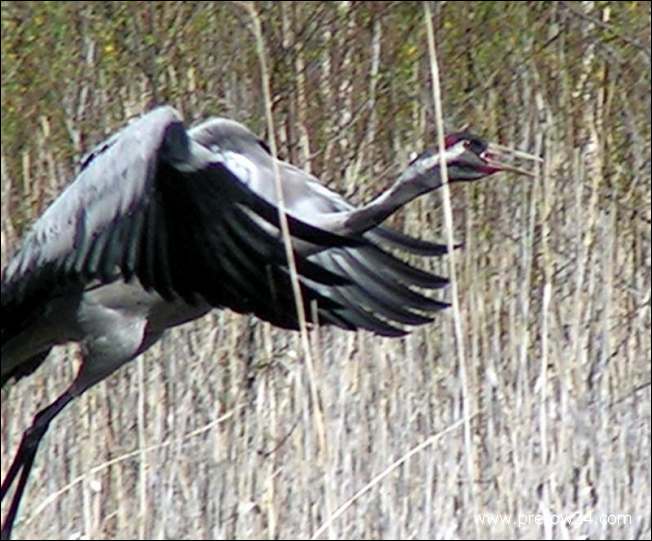 Kraniche im Ostseebad Prerow und Umgebung