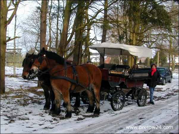 Kutschfahrt duch den Darßer Wald bei Prerow an der Ostsee