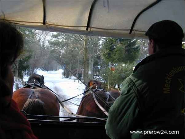 Kutschfahrt duch den Darßer Wald bei Prerow an der Ostsee