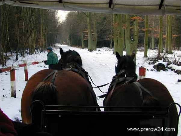 Kutschfahrt duch den Darßer Wald bei Prerow an der Ostsee