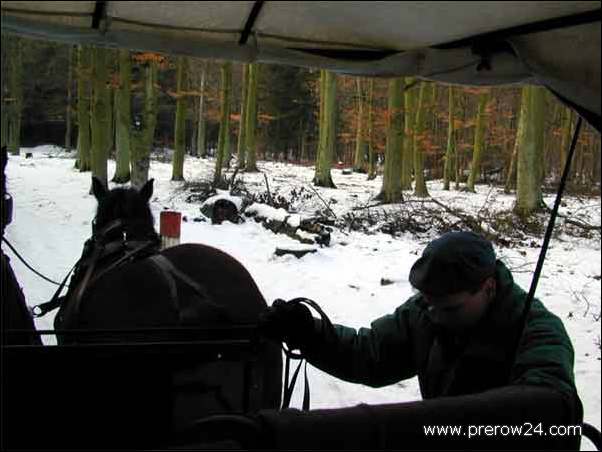 Kutschfahrt duch den Darßer Wald bei Prerow an der Ostsee