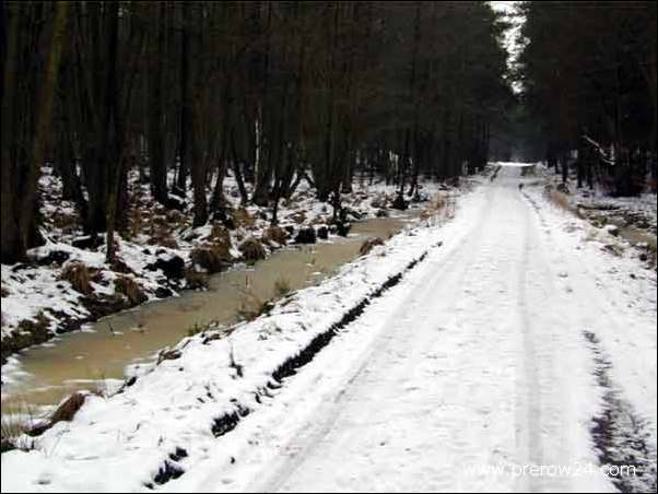 Kutschfahrt duch den Darßer Wald bei Prerow an der Ostsee