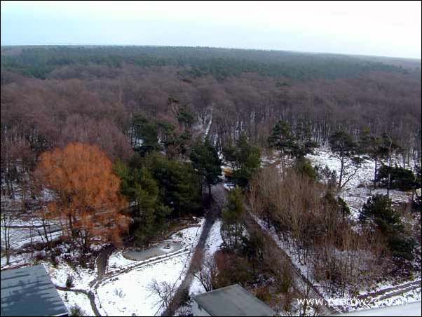 Kutschfahrt duch den Darßer Wald bei Prerow an der Ostsee