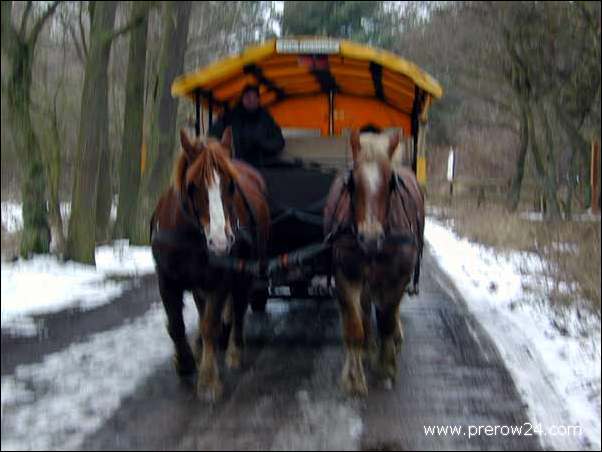 Kutschfahrt duch den Darßer Wald bei Prerow an der Ostsee