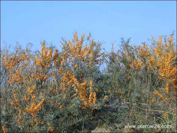 Bilder von Prerow an der Ostsee