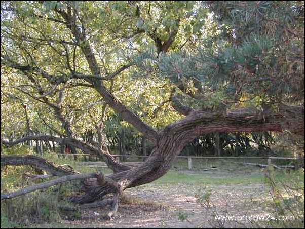 Bilder von Prerow an der Ostsee