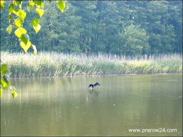 Bilder von Prerow an der Ostsee