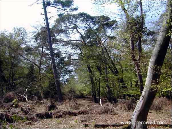 Der Weststrand von Prerow