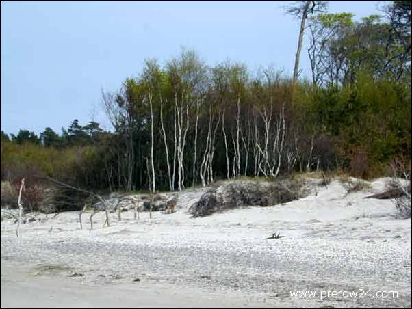 Der Weststrand von Prerow