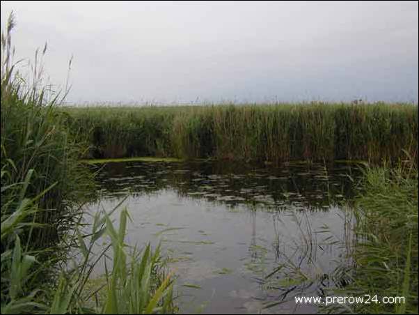 Umgebung von Prerow an der Ostsee