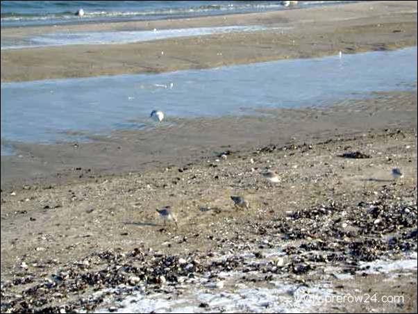 Der Strand vom Ostseebad Prerow im Winter