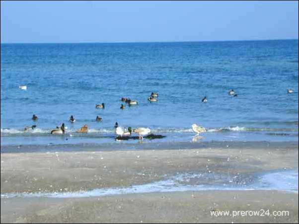 Der Strand vom Ostseebad Prerow im Winter