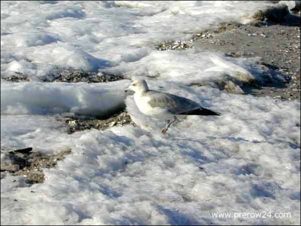 Der Strand vom Ostseebad Prerow im Winter